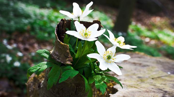 White Flower On Little Tree Branch Closeup